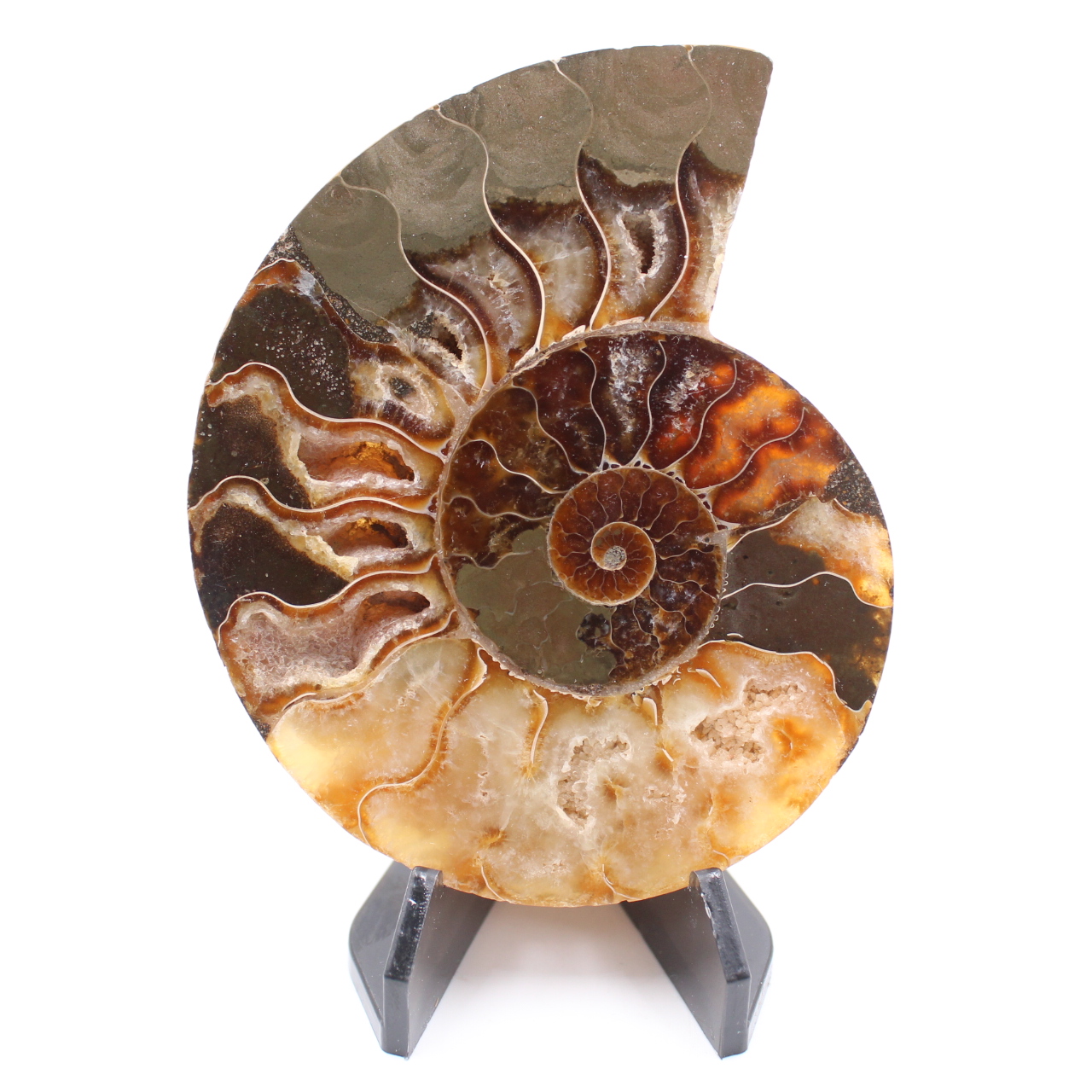 Polished Ammonite Fossil