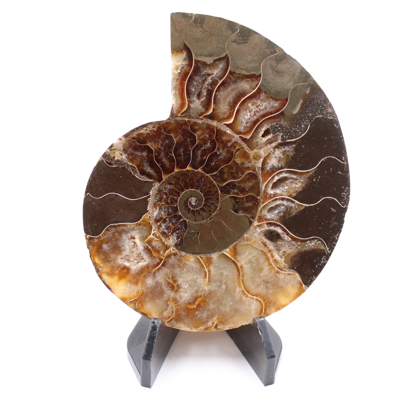 Polished Ammonite Fossil