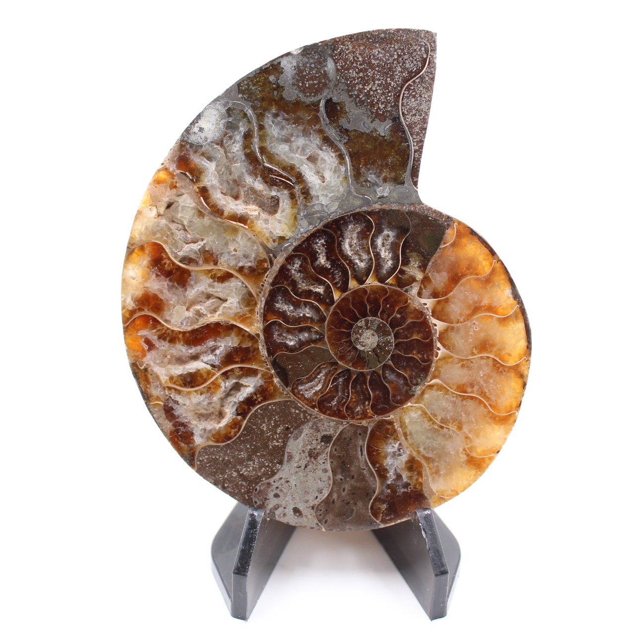 Polished Ammonite Fossil