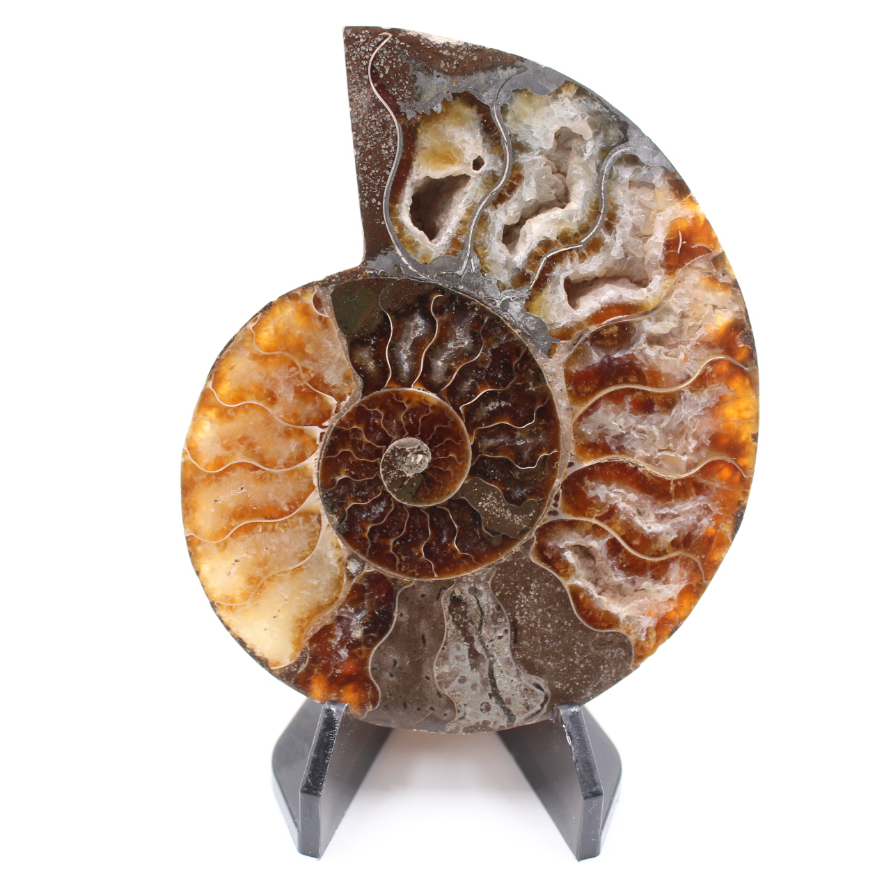 Polished Ammonite Fossil
