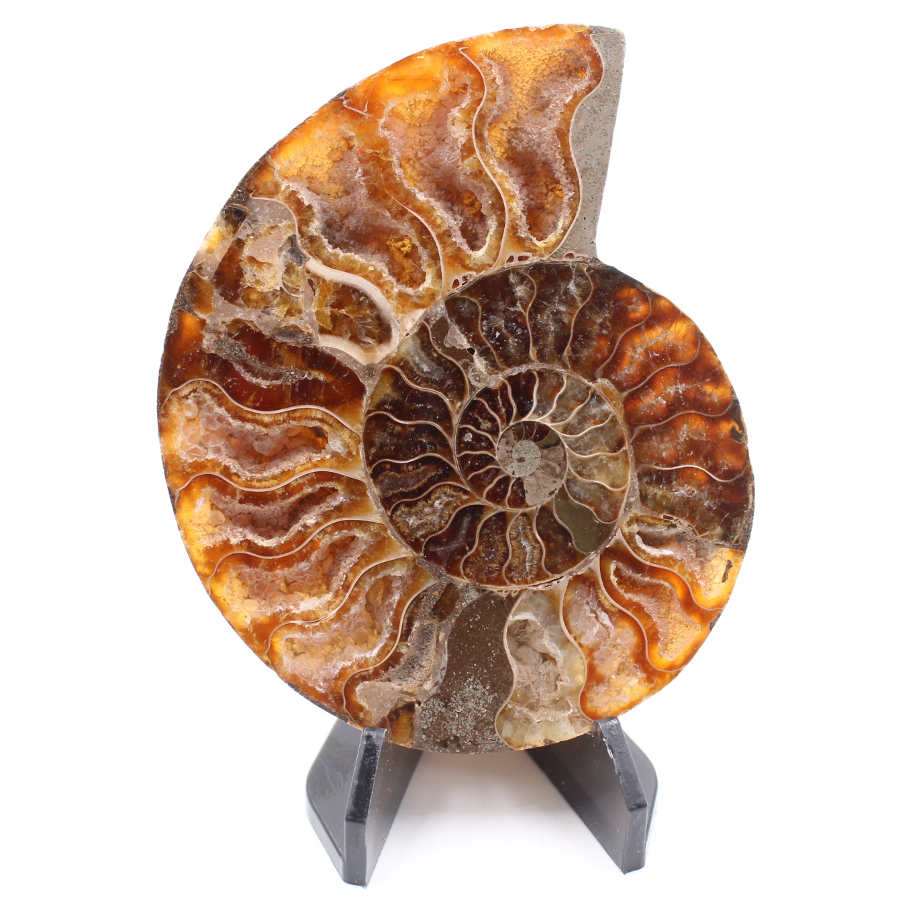 Polished Ammonite Fossil