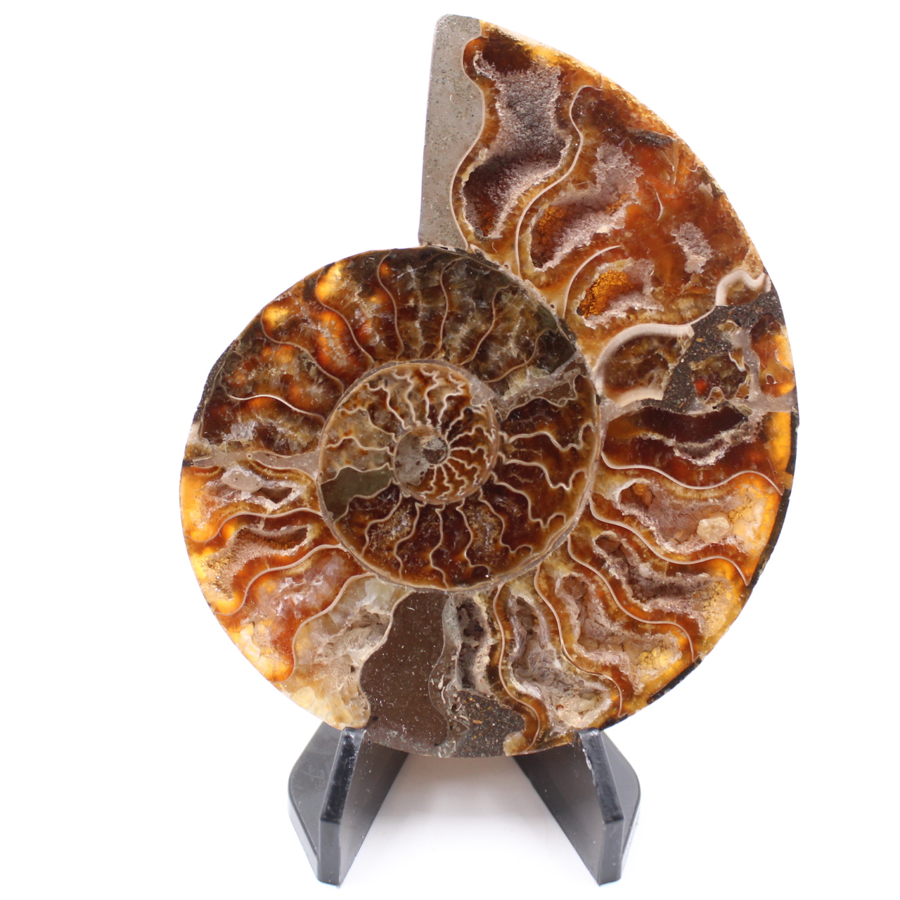 Polished Ammonite Fossil