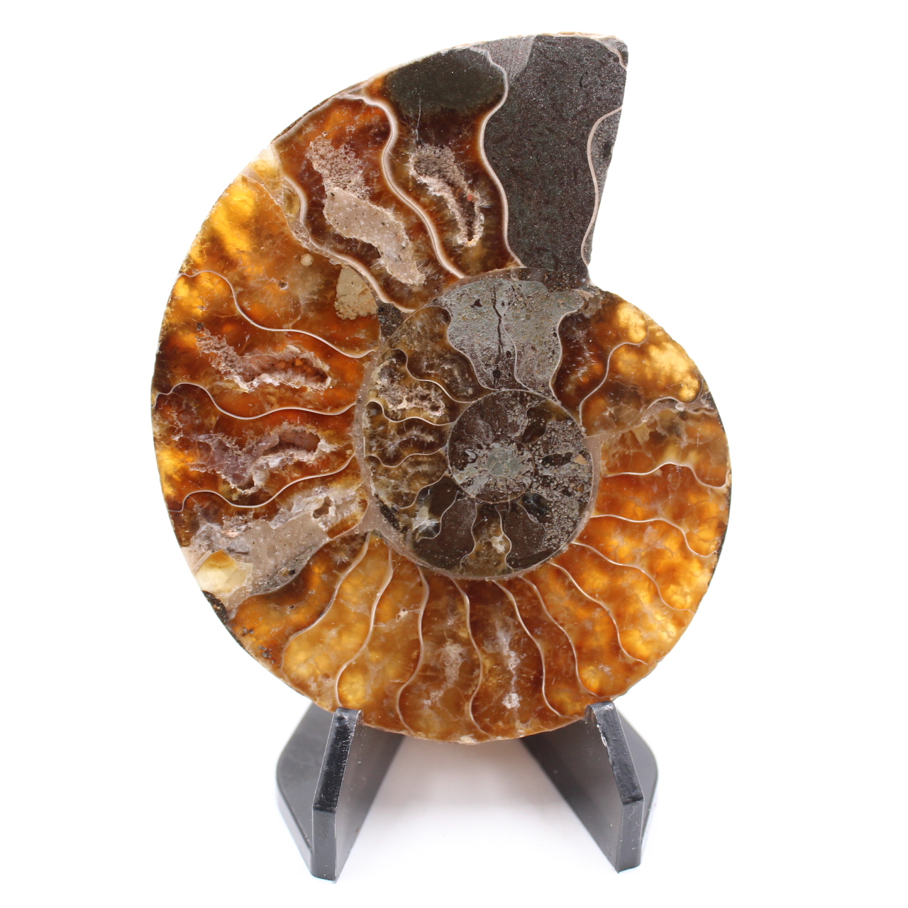 Polished Ammonite Fossil