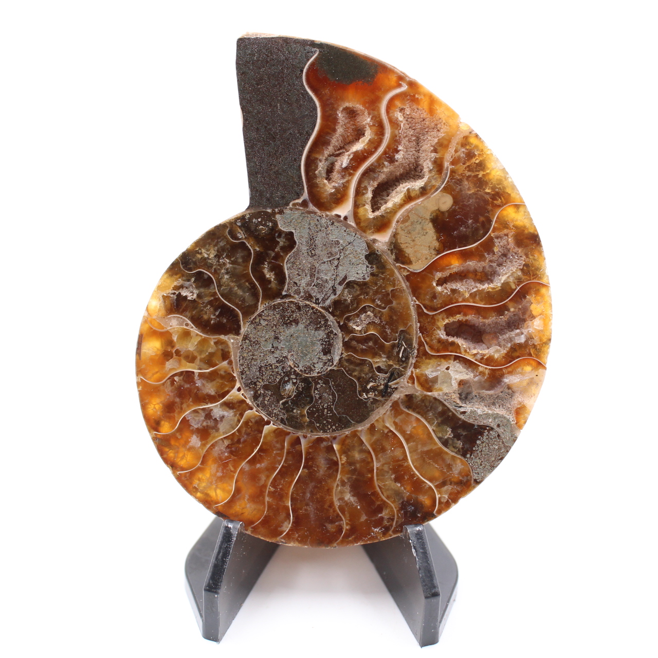 Polished Ammonite Fossil
