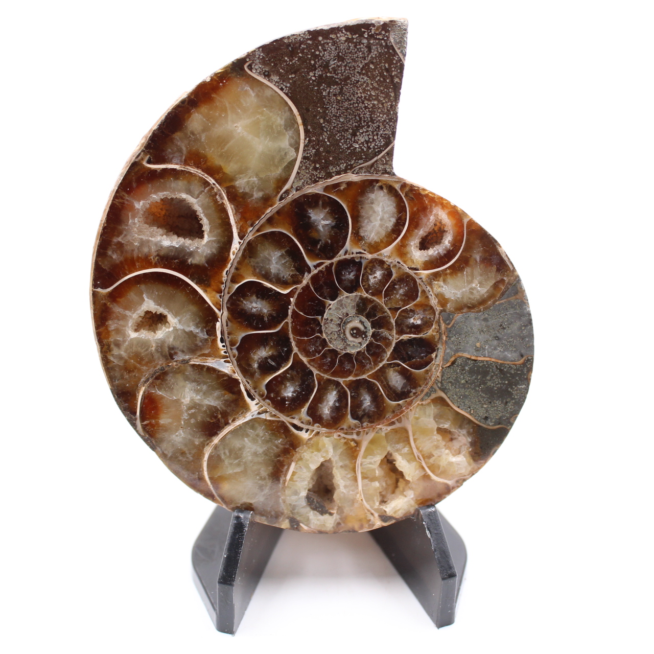 Polished Ammonite Fossil