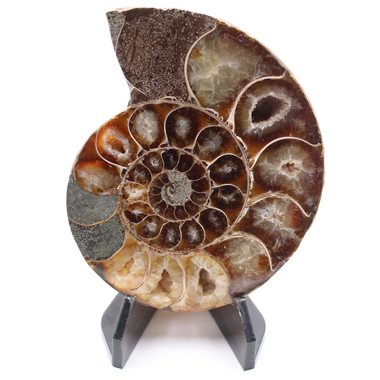 Polished Ammonite Fossil