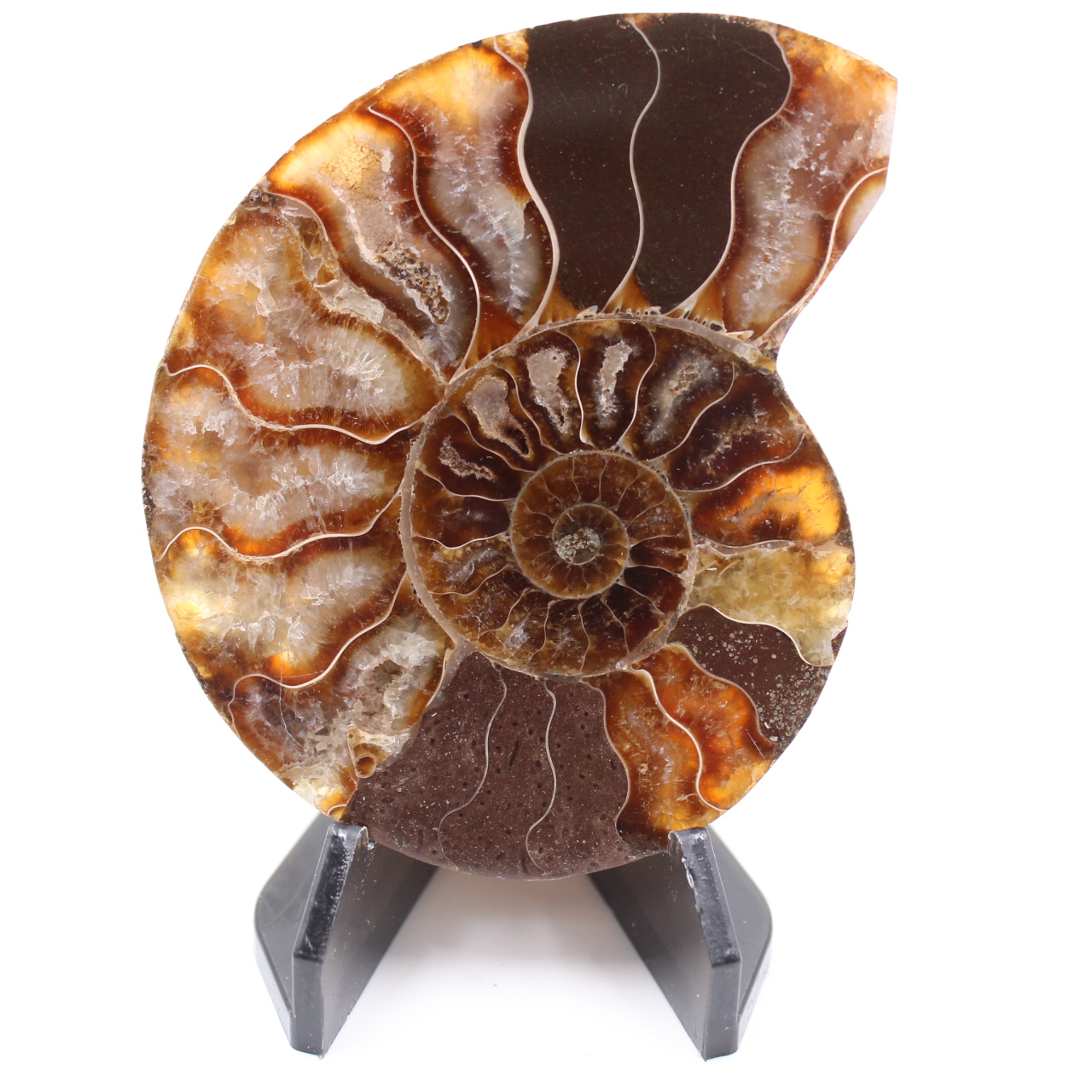 Polished Ammonite Fossil