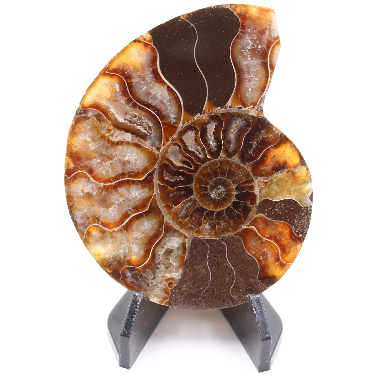 Polished Ammonite Fossil