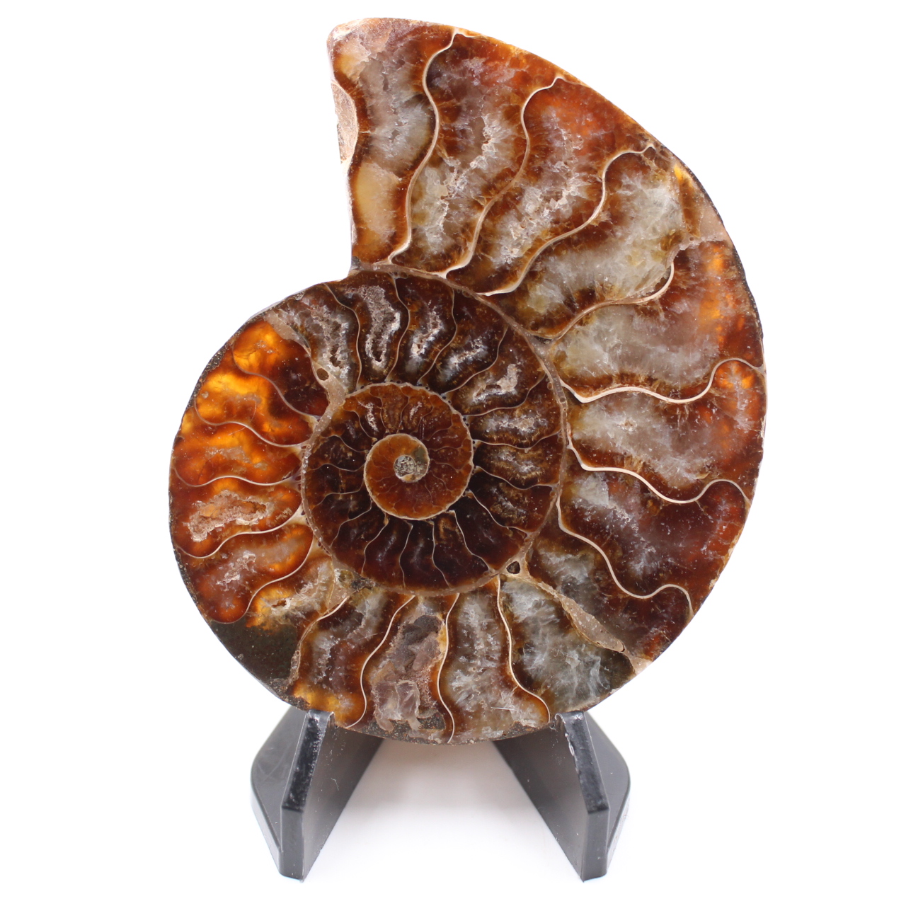 Polished Ammonite Fossil