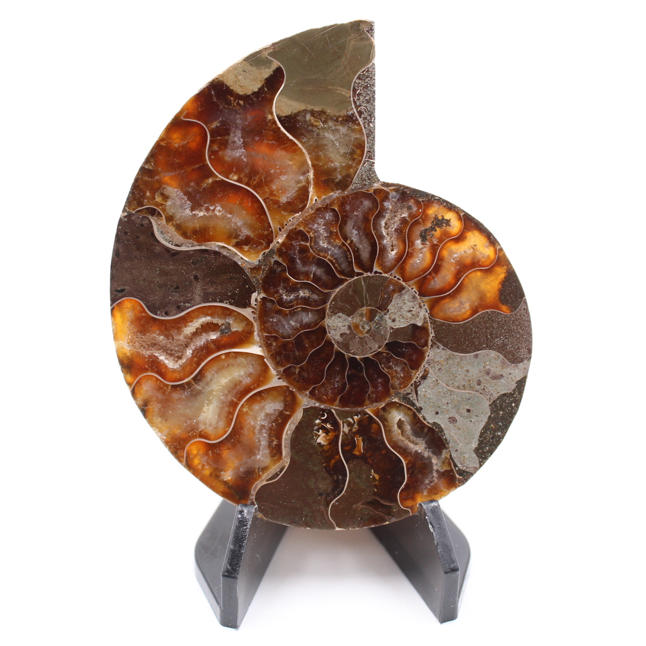Polished Ammonite Fossil