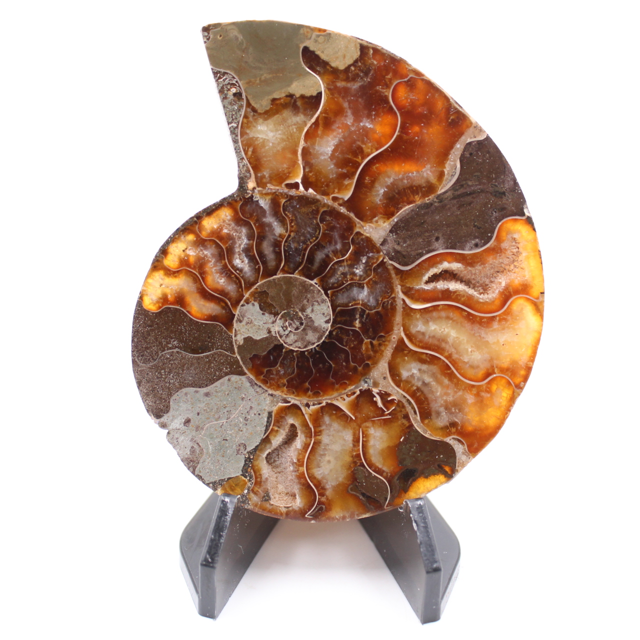 Polished Ammonite Fossil
