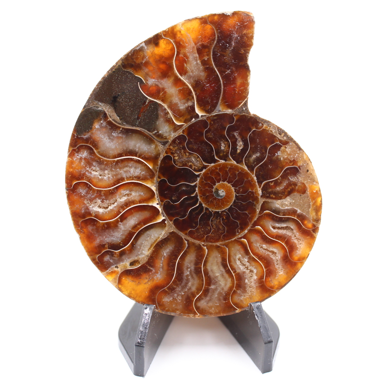 Polished Ammonite Fossil