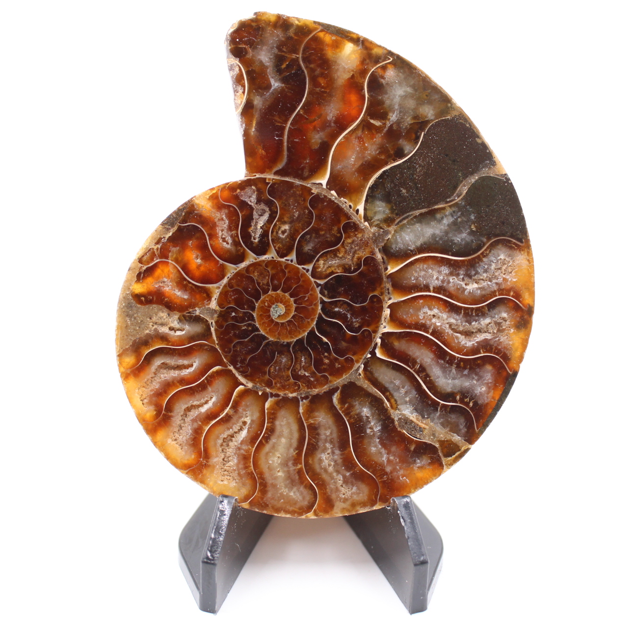 Polished Ammonite Fossil