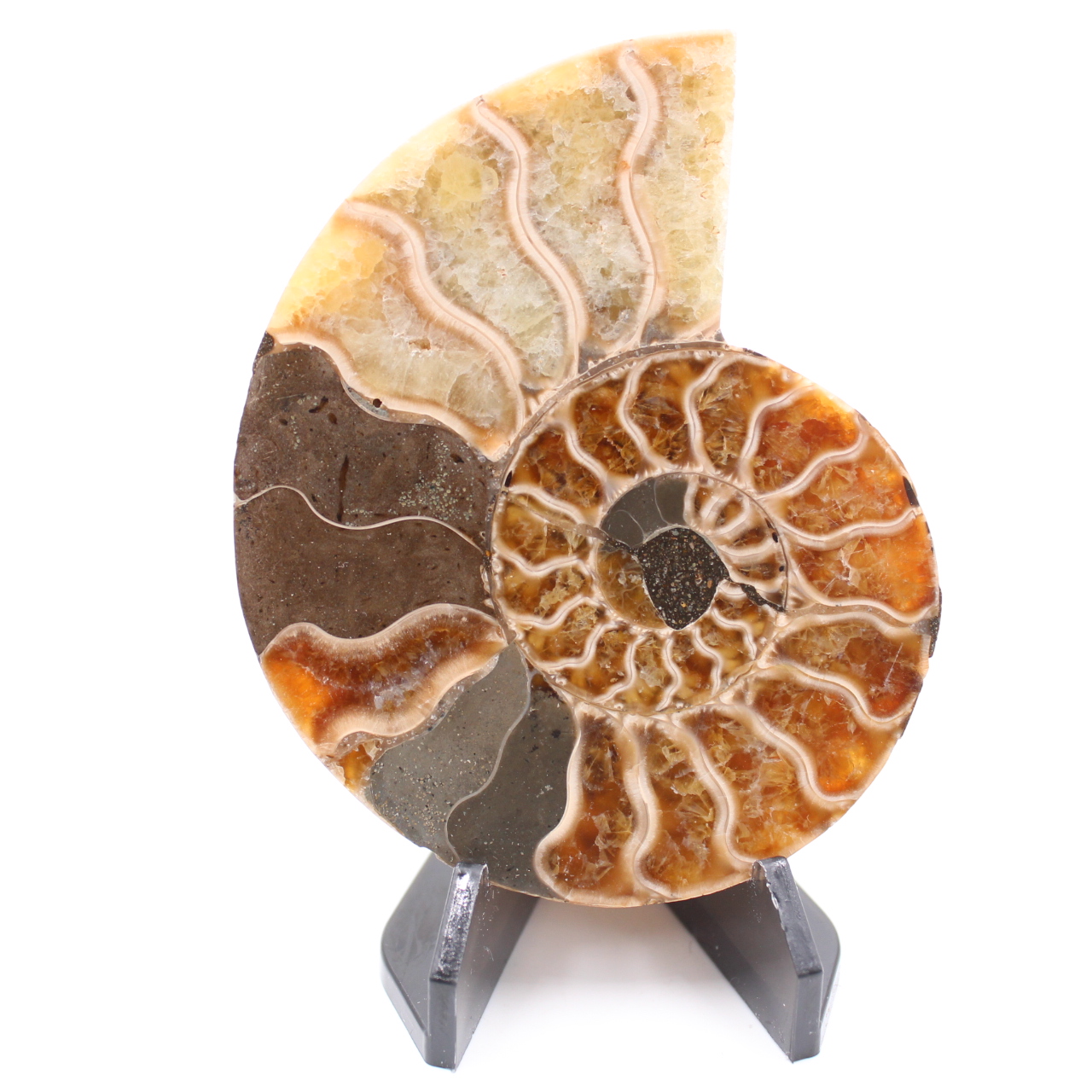 Polished Ammonite Fossil