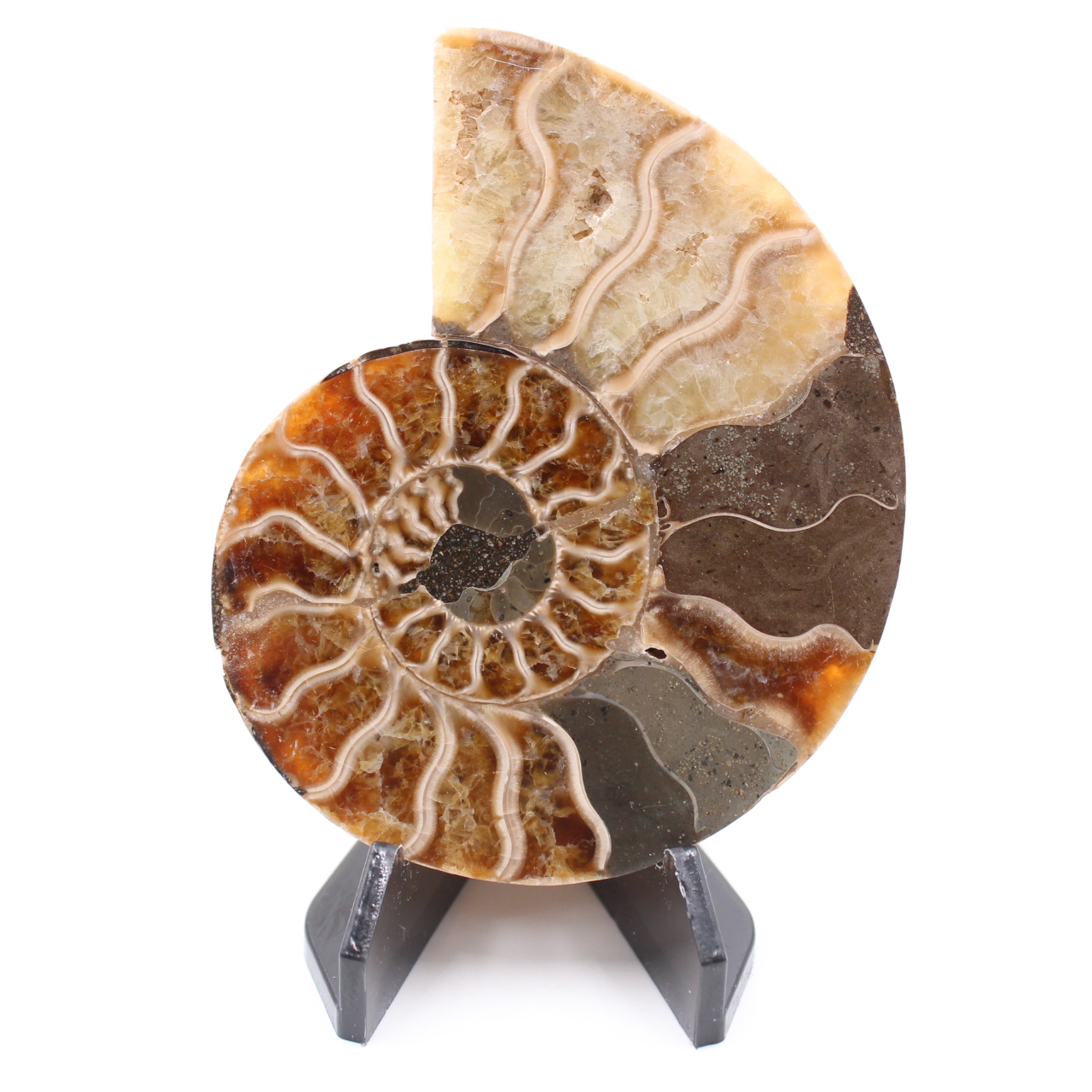 Polished Ammonite Fossil