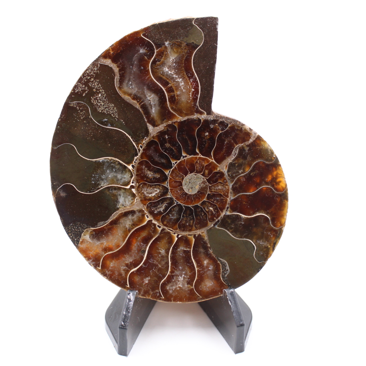 Polished Ammonite Fossil