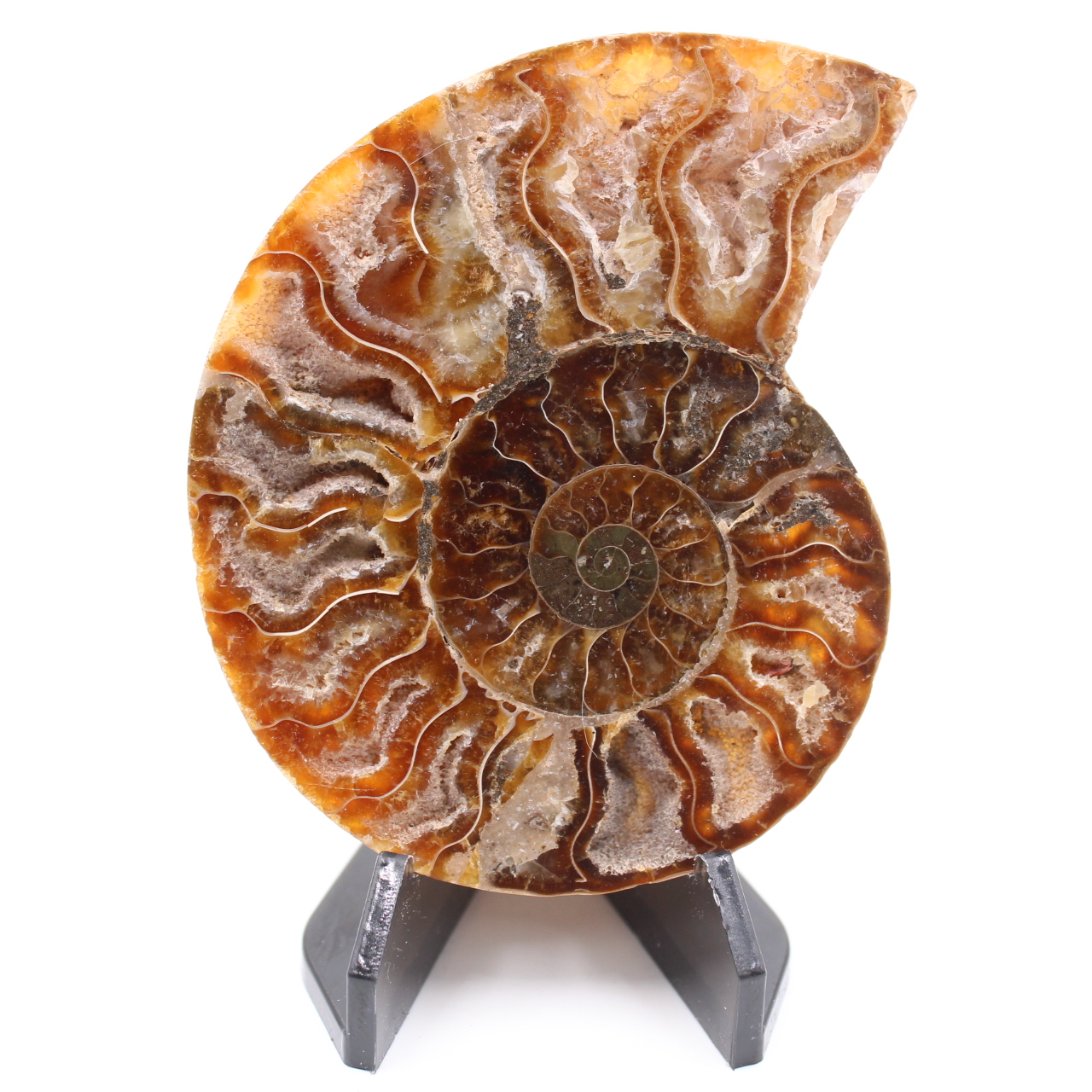 Polished Ammonite Fossil