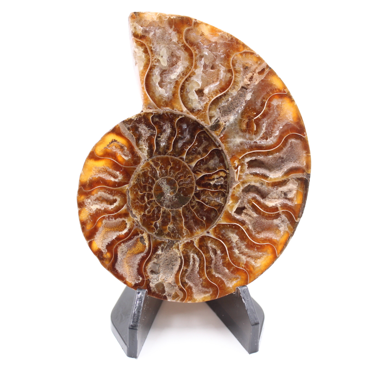 Polished Ammonite Fossil
