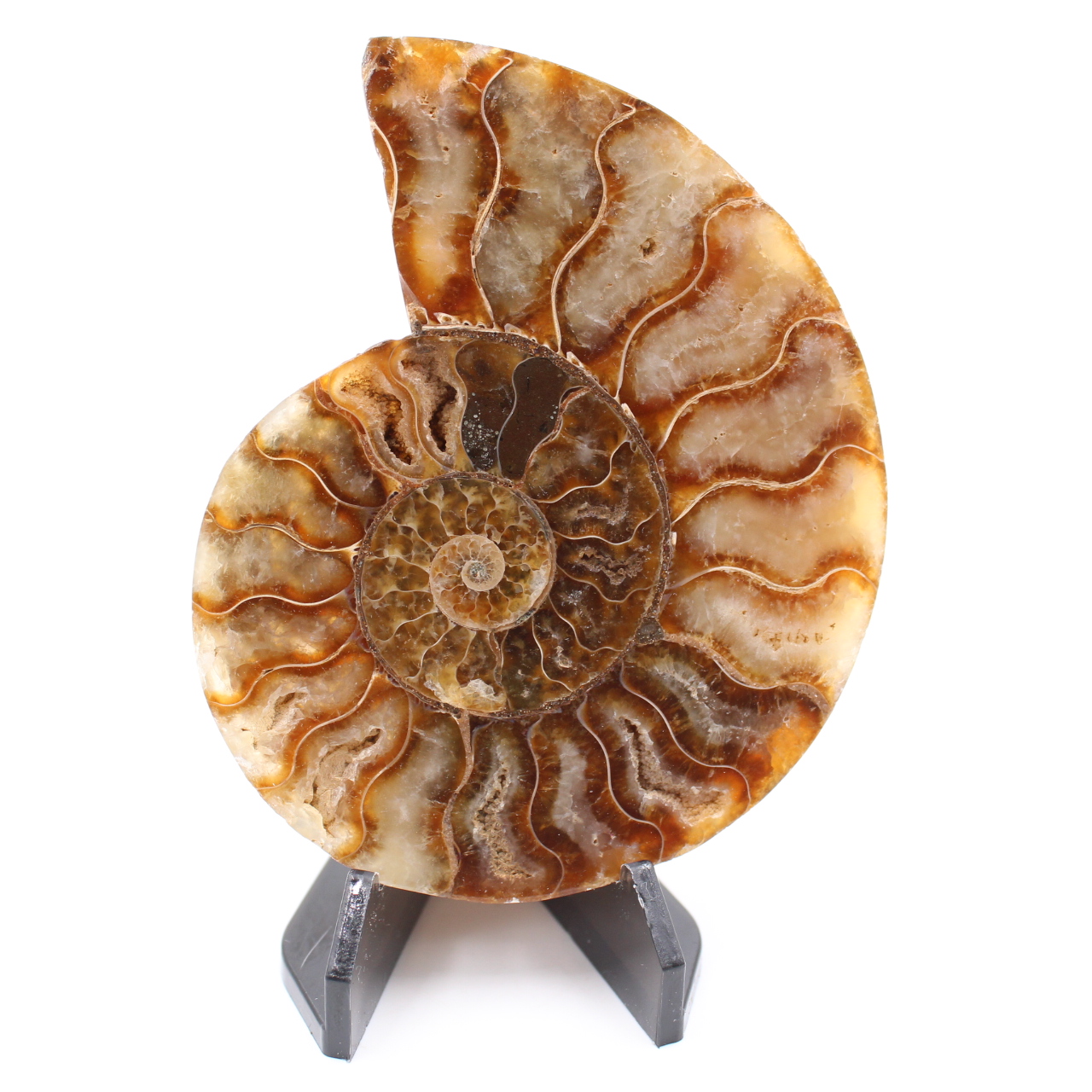 Polished Ammonite Fossil