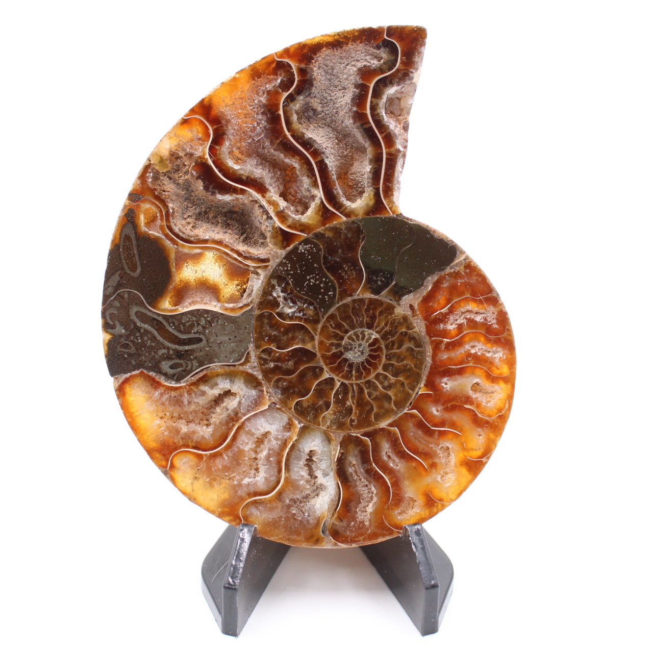 Polished Ammonite Fossil