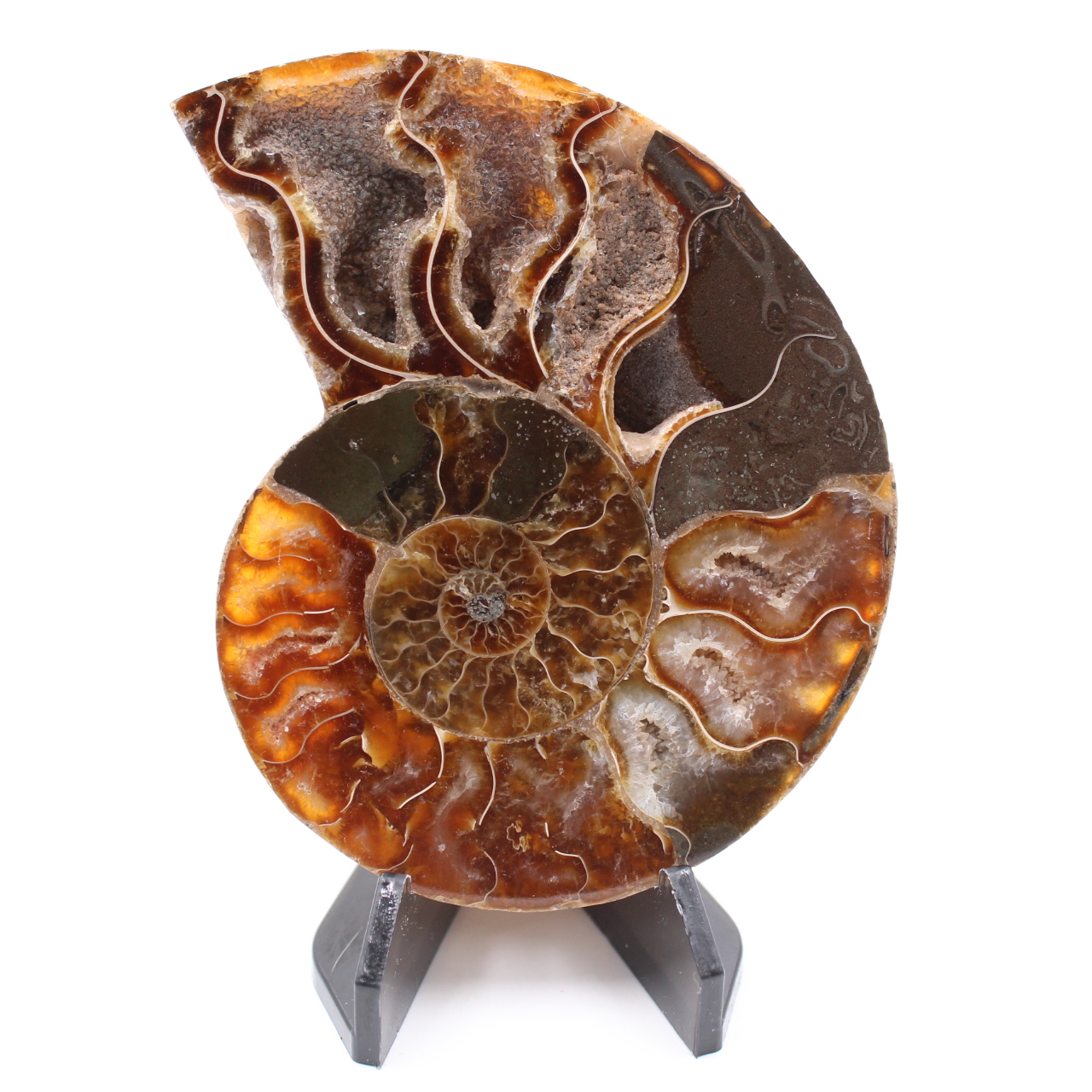Polished Ammonite Fossil