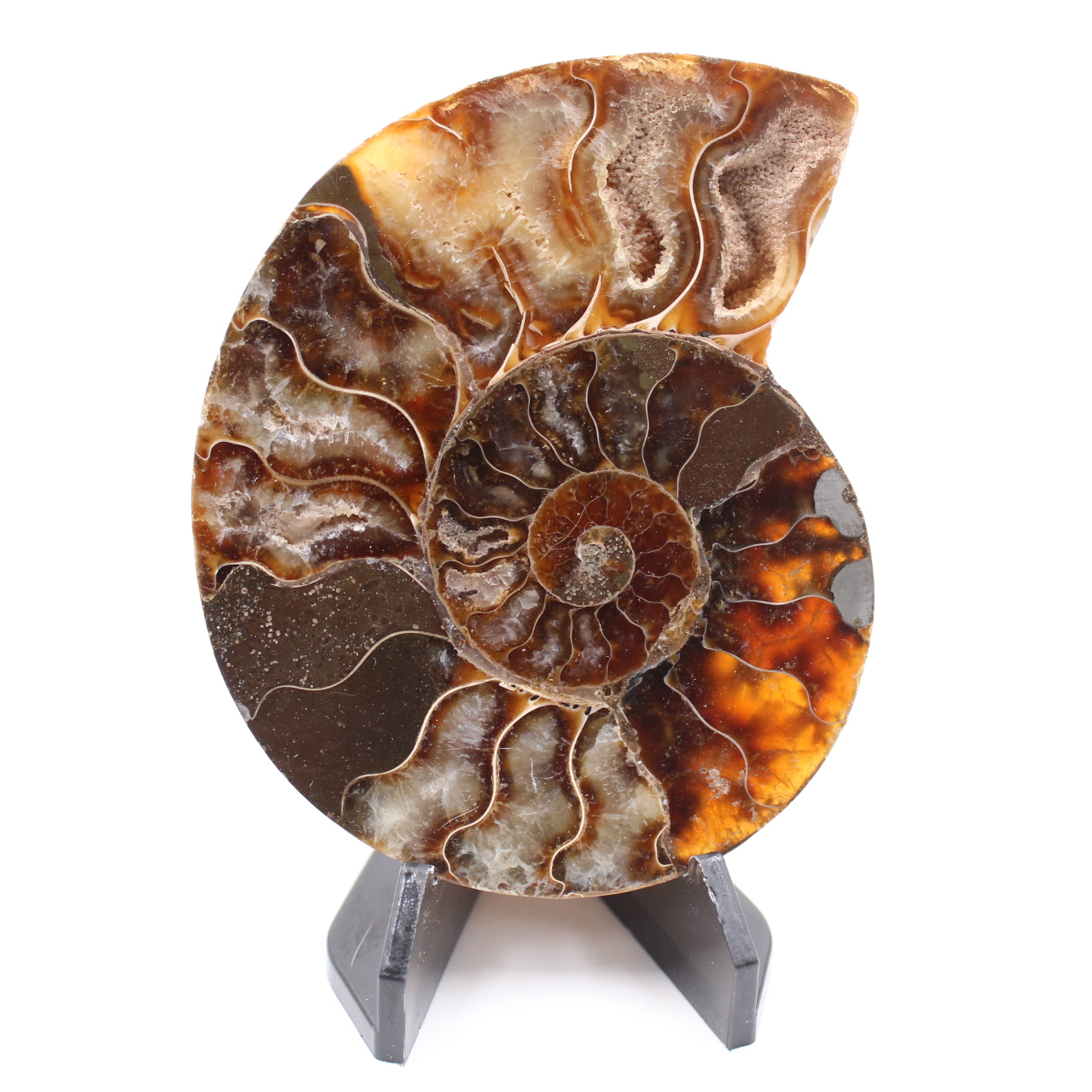 Polished Ammonite Fossil