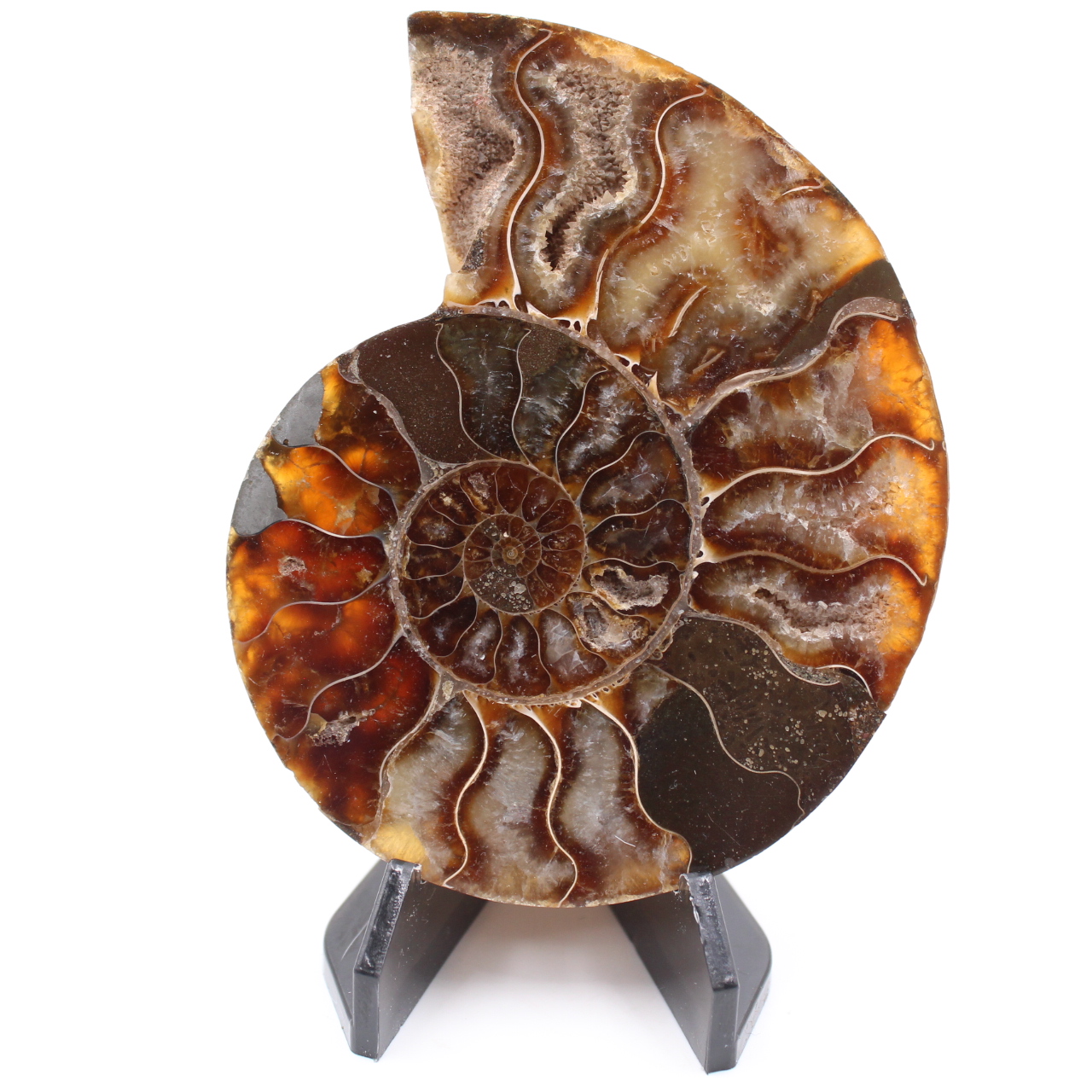 Polished Ammonite Fossil