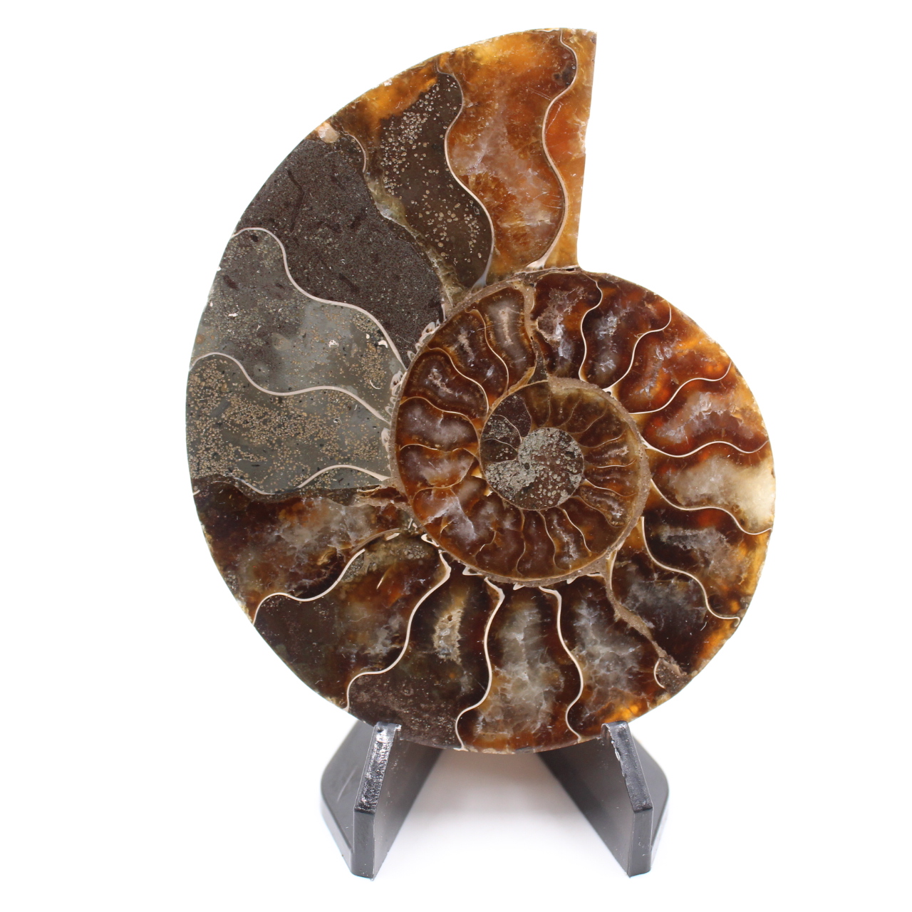 Polished Ammonite Fossil