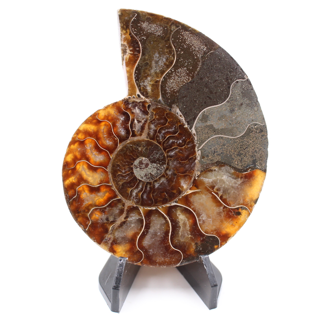 Polished Ammonite Fossil