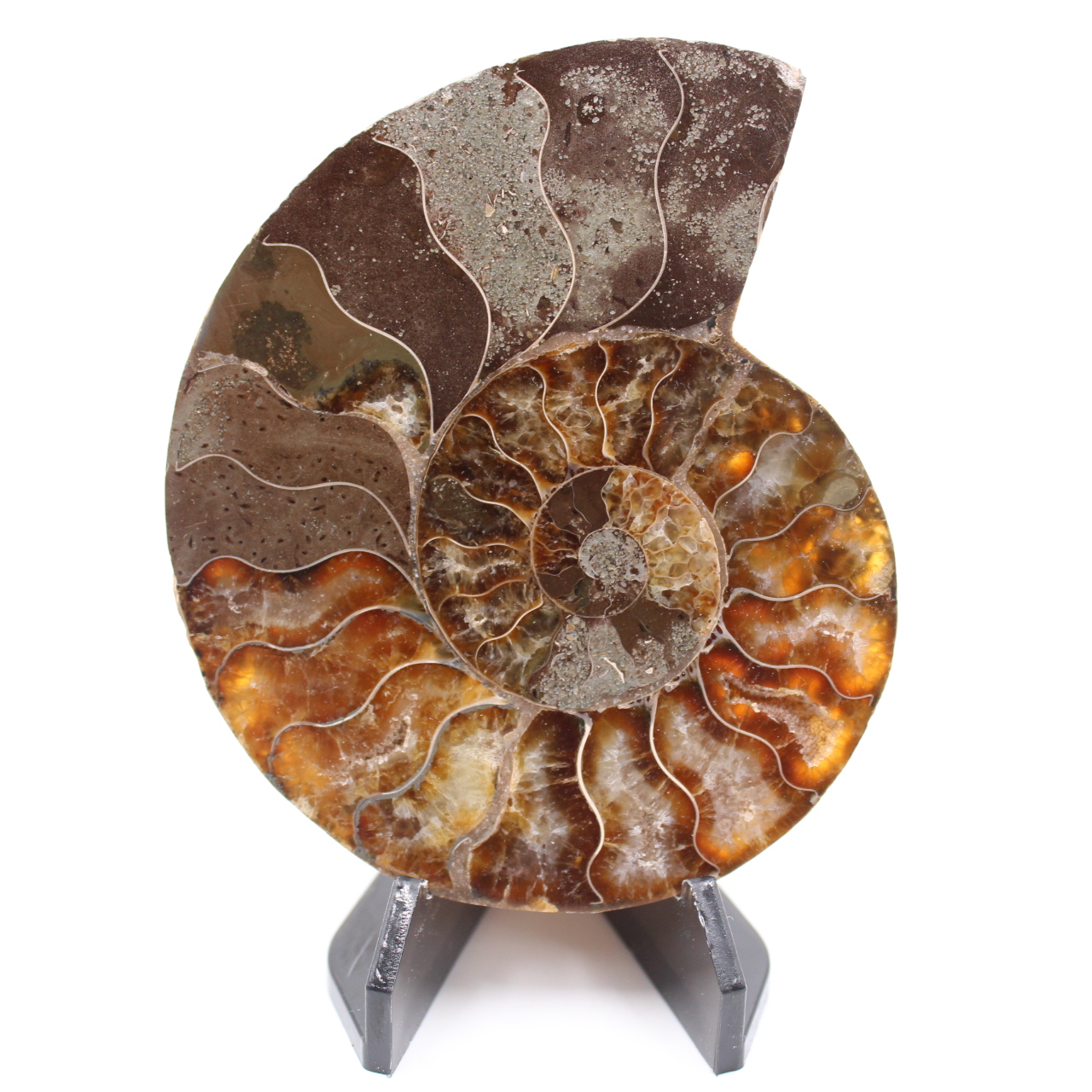 Polished Ammonite Fossil