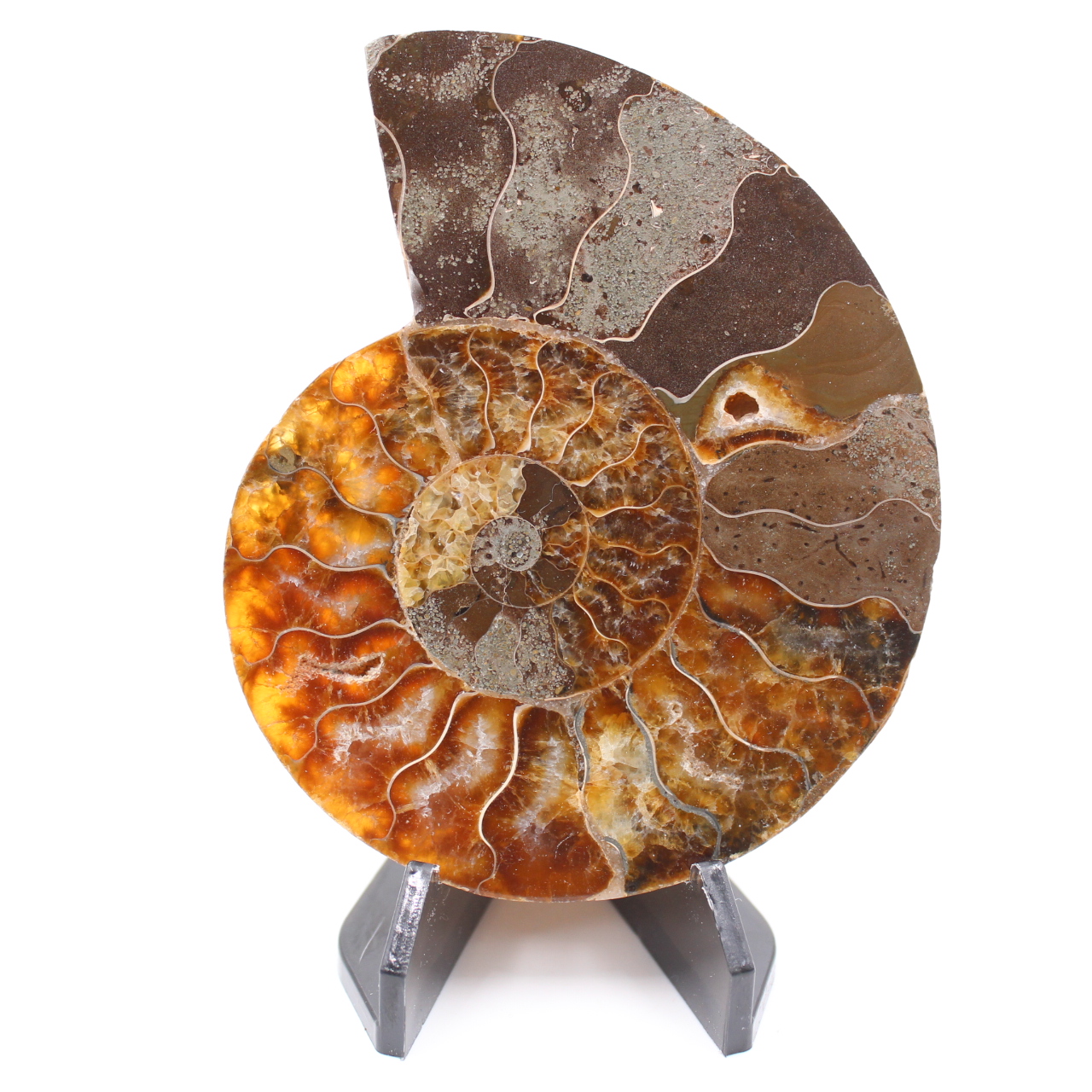 Polished Ammonite Fossil