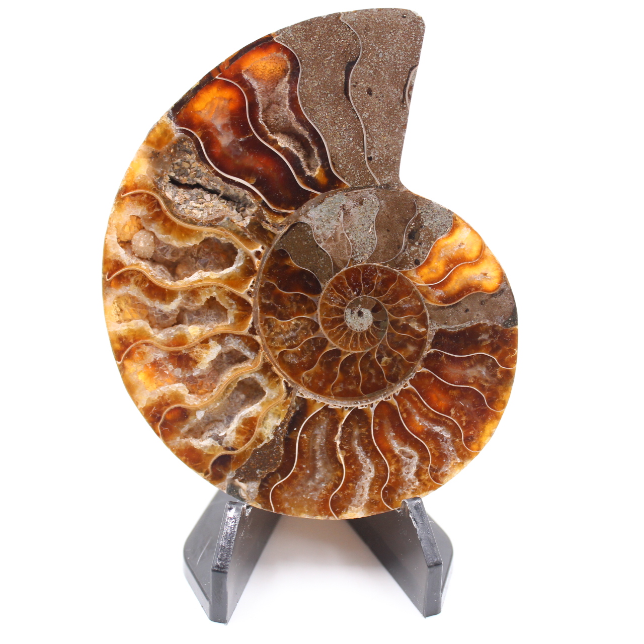 Polished Ammonite Fossil