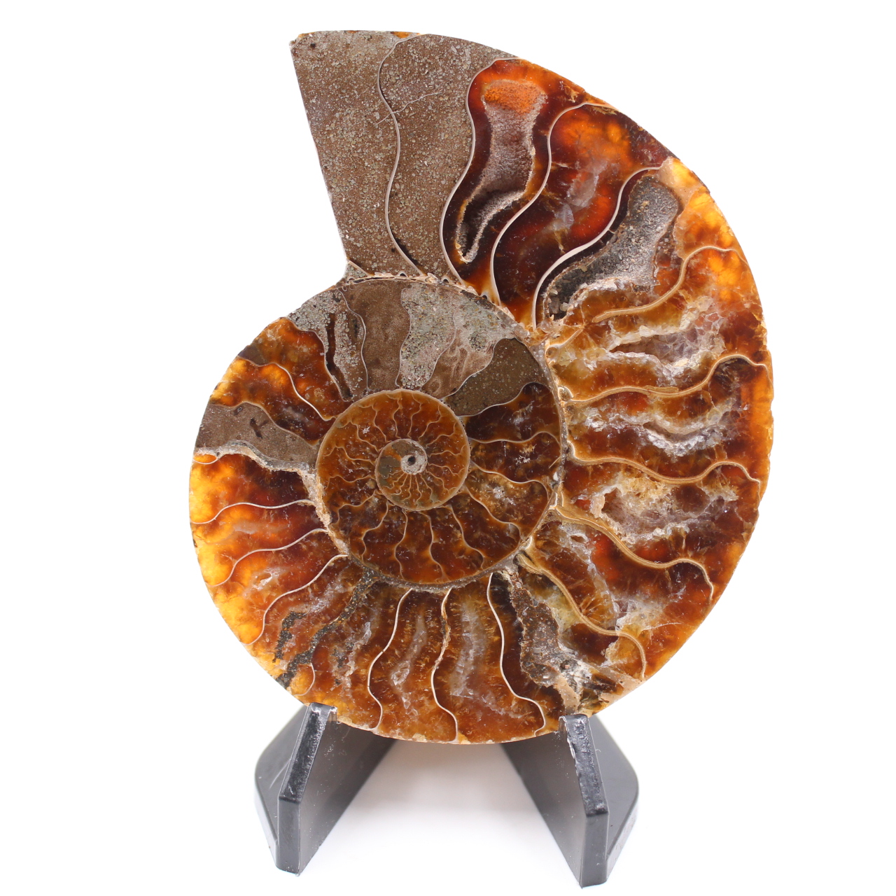Polished Ammonite Fossil