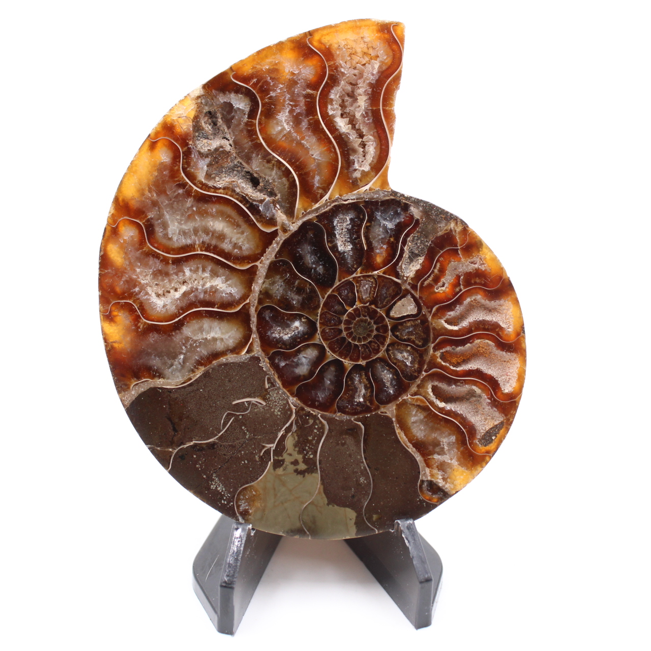 Polished Ammonite Fossil