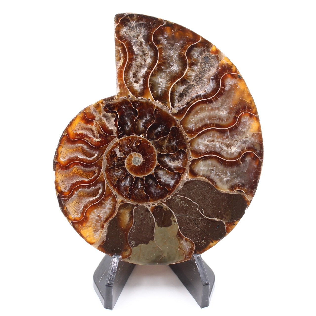 Polished Ammonite Fossil