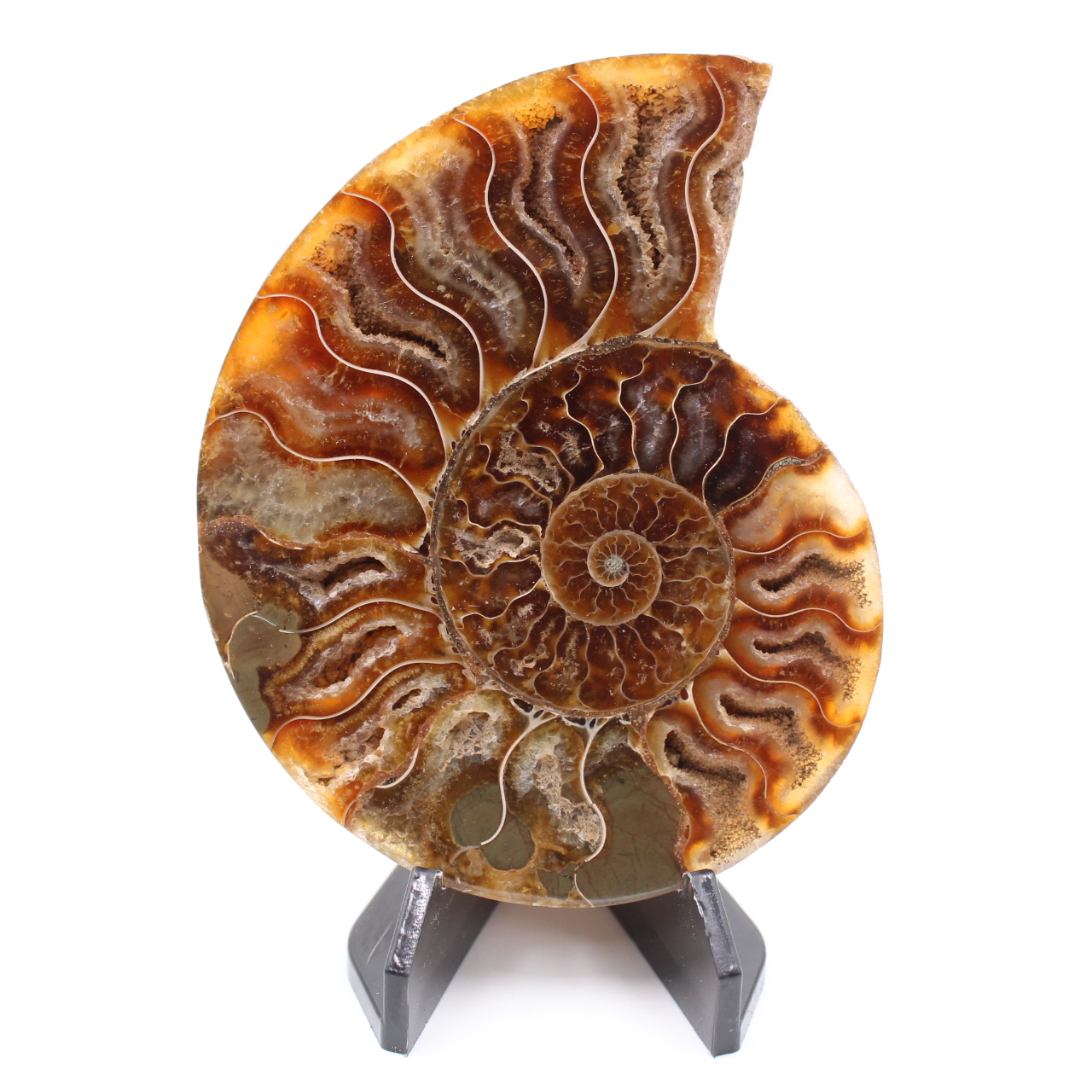 Polished Ammonite Fossil