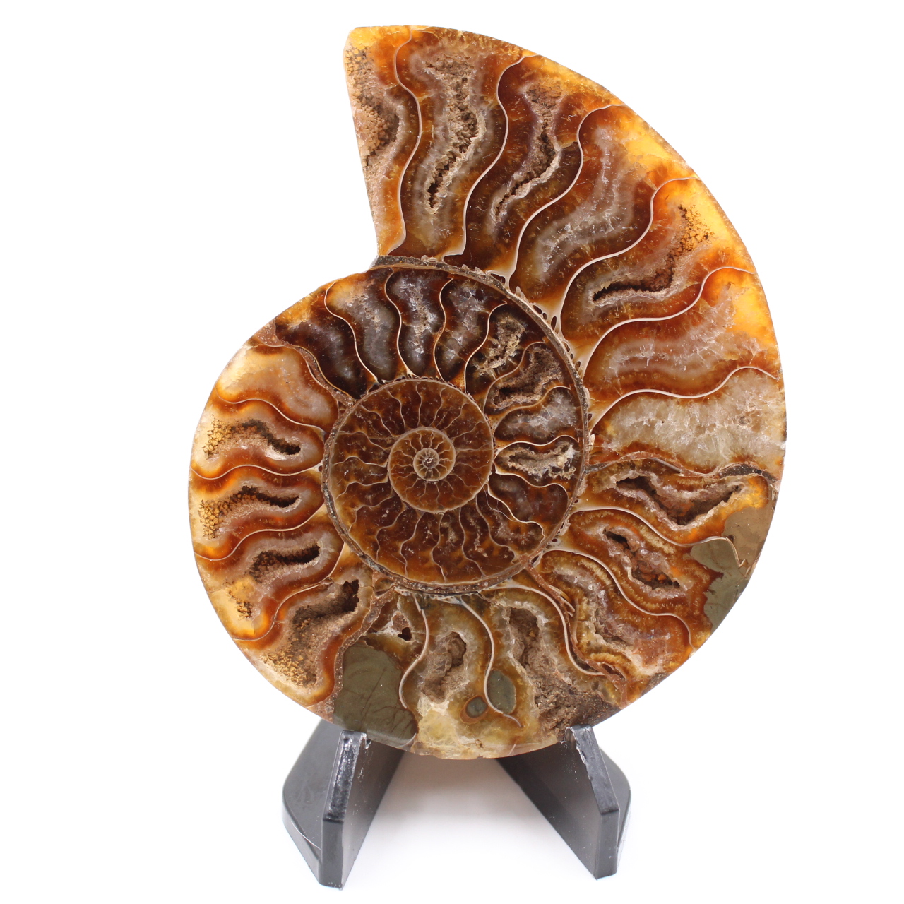 Polished Ammonite Fossil