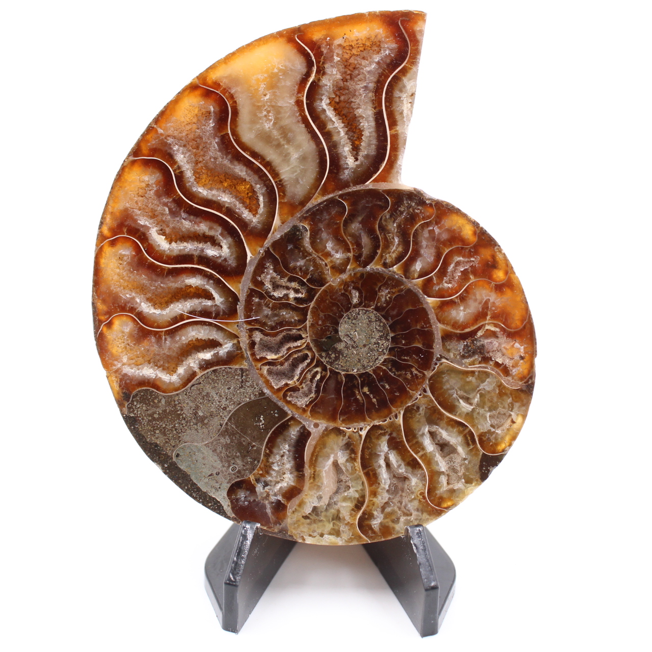 Polished Ammonite Fossil