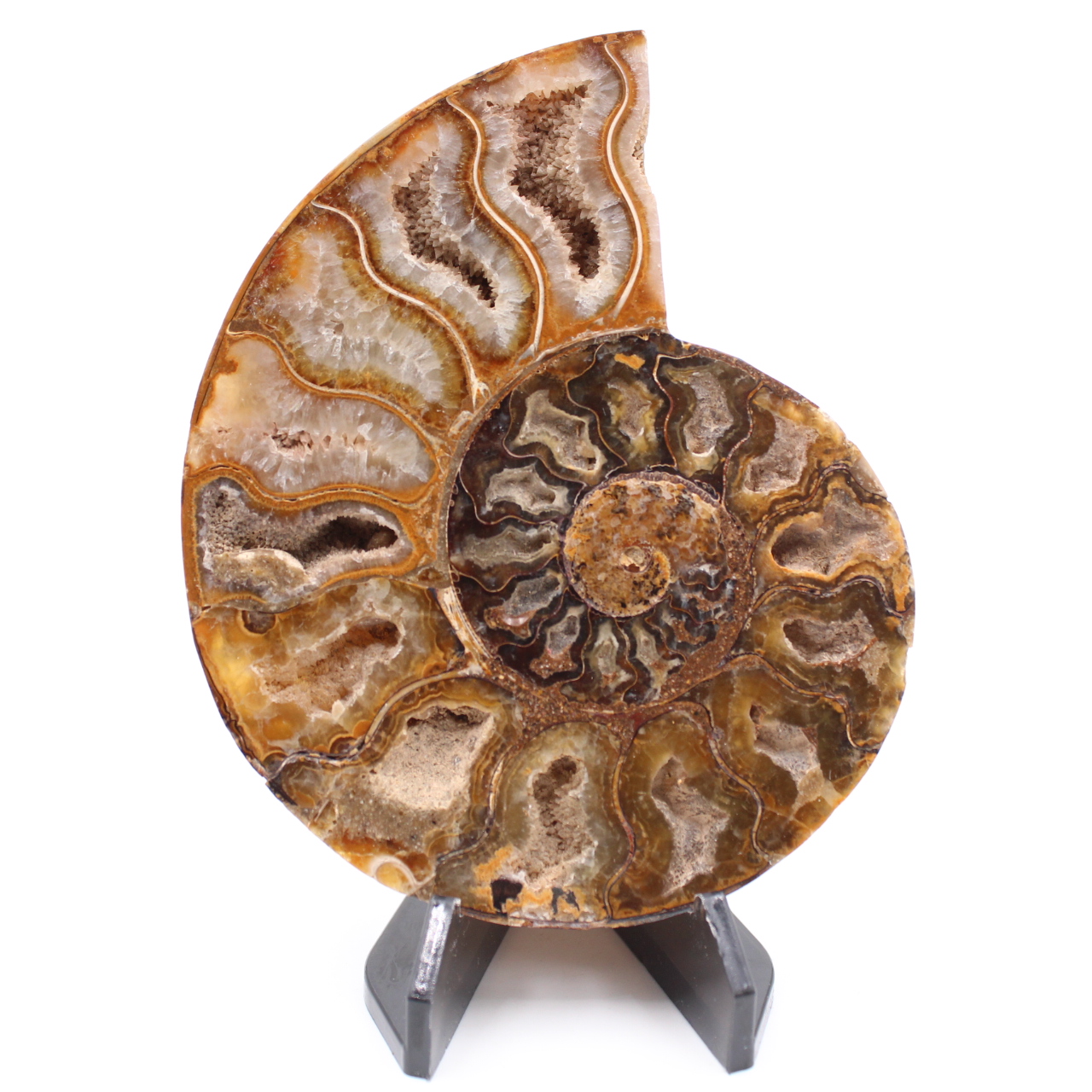 Polished Ammonite Fossil