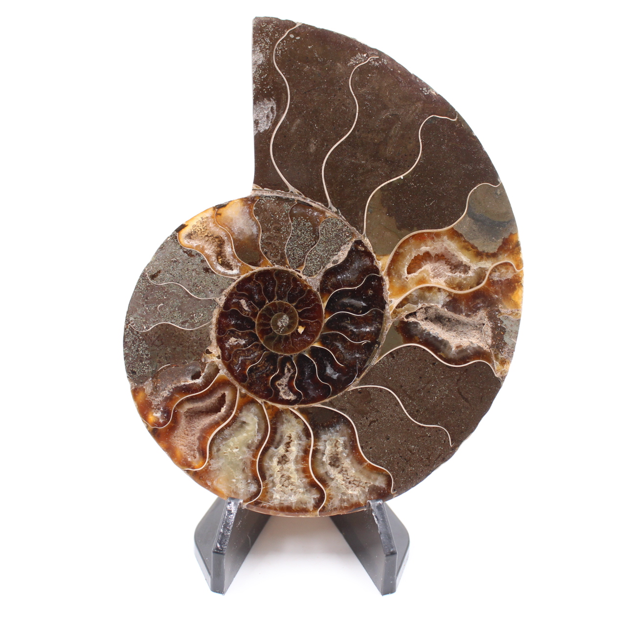 Polished Ammonite Fossil