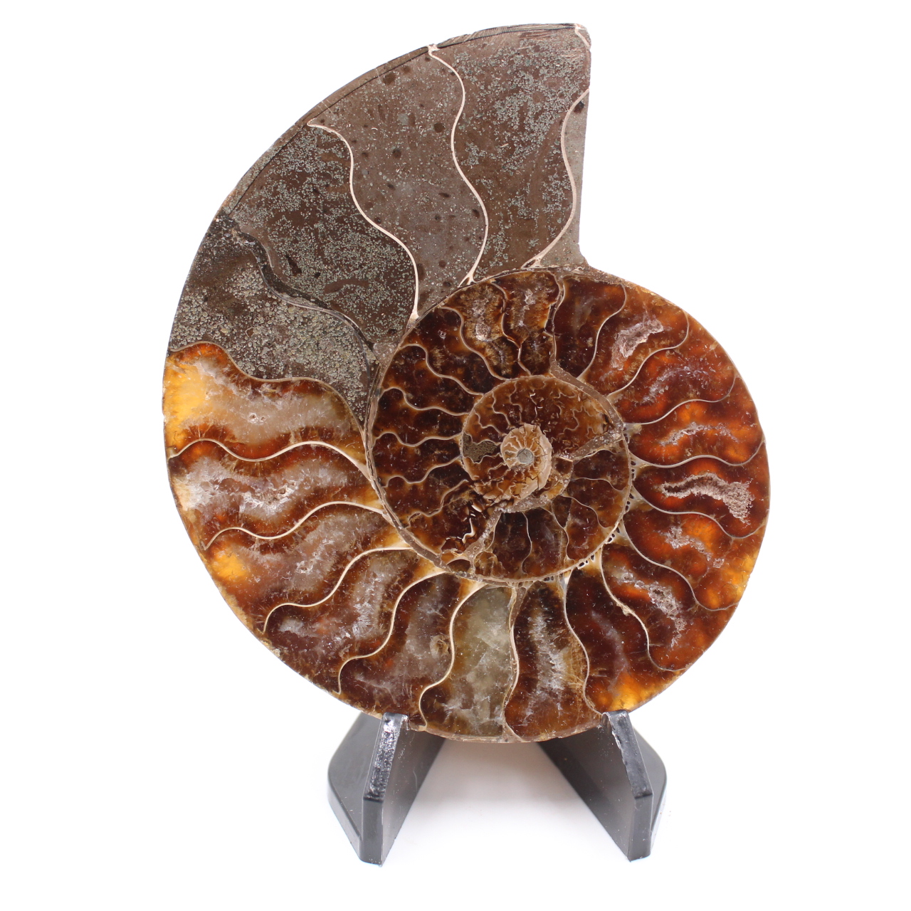 Polished Ammonite Fossil