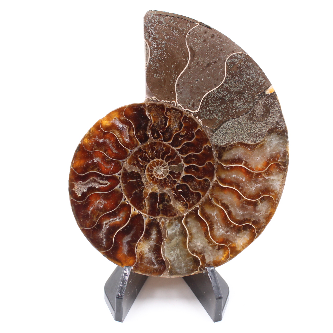 Polished Ammonite Fossil