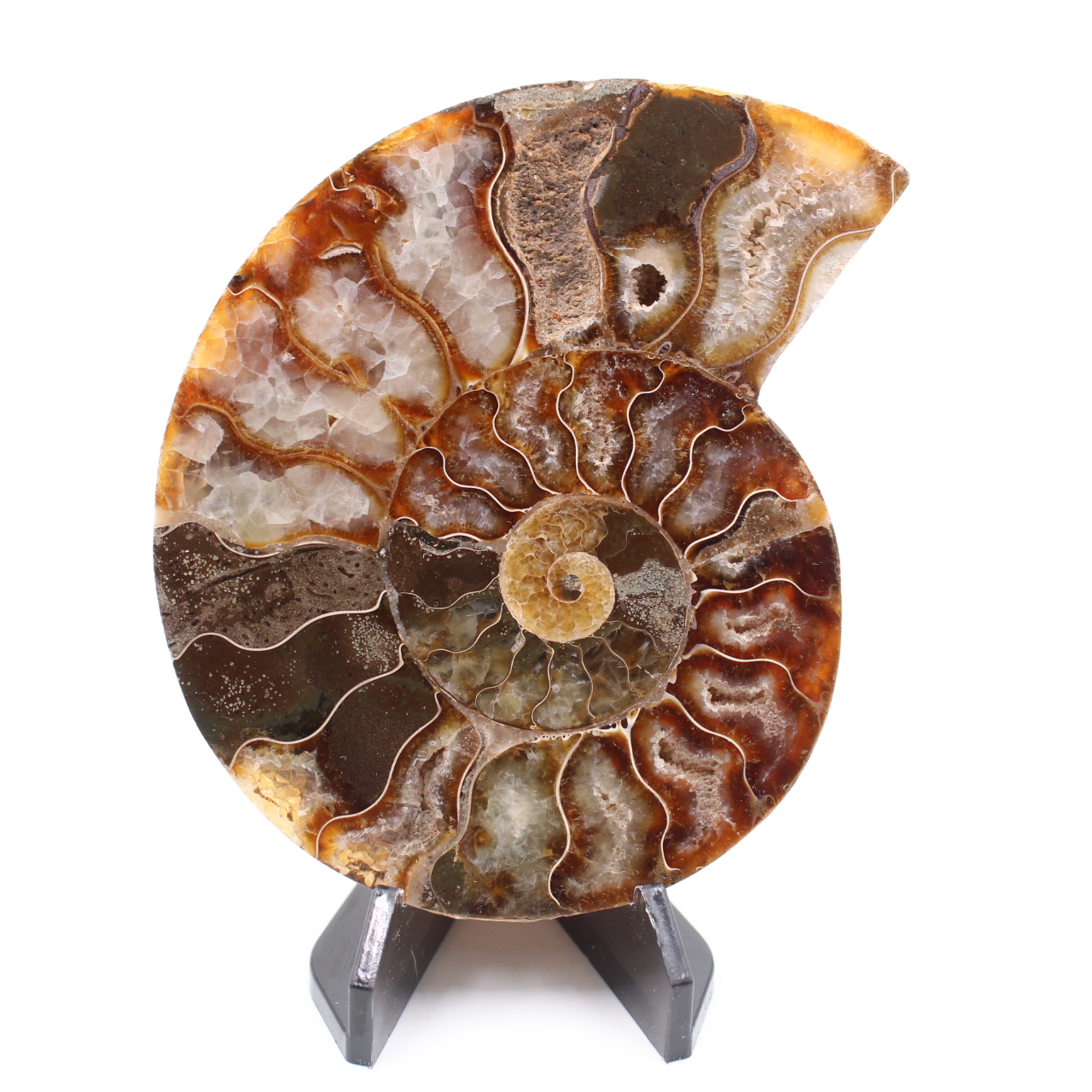 Polished Ammonite Fossil