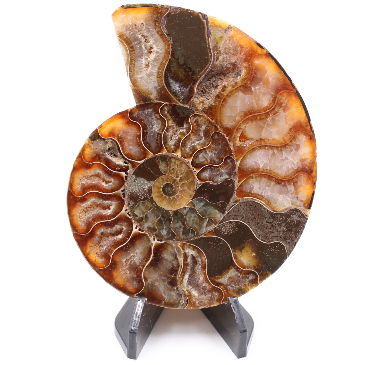 Polished Ammonite Fossil