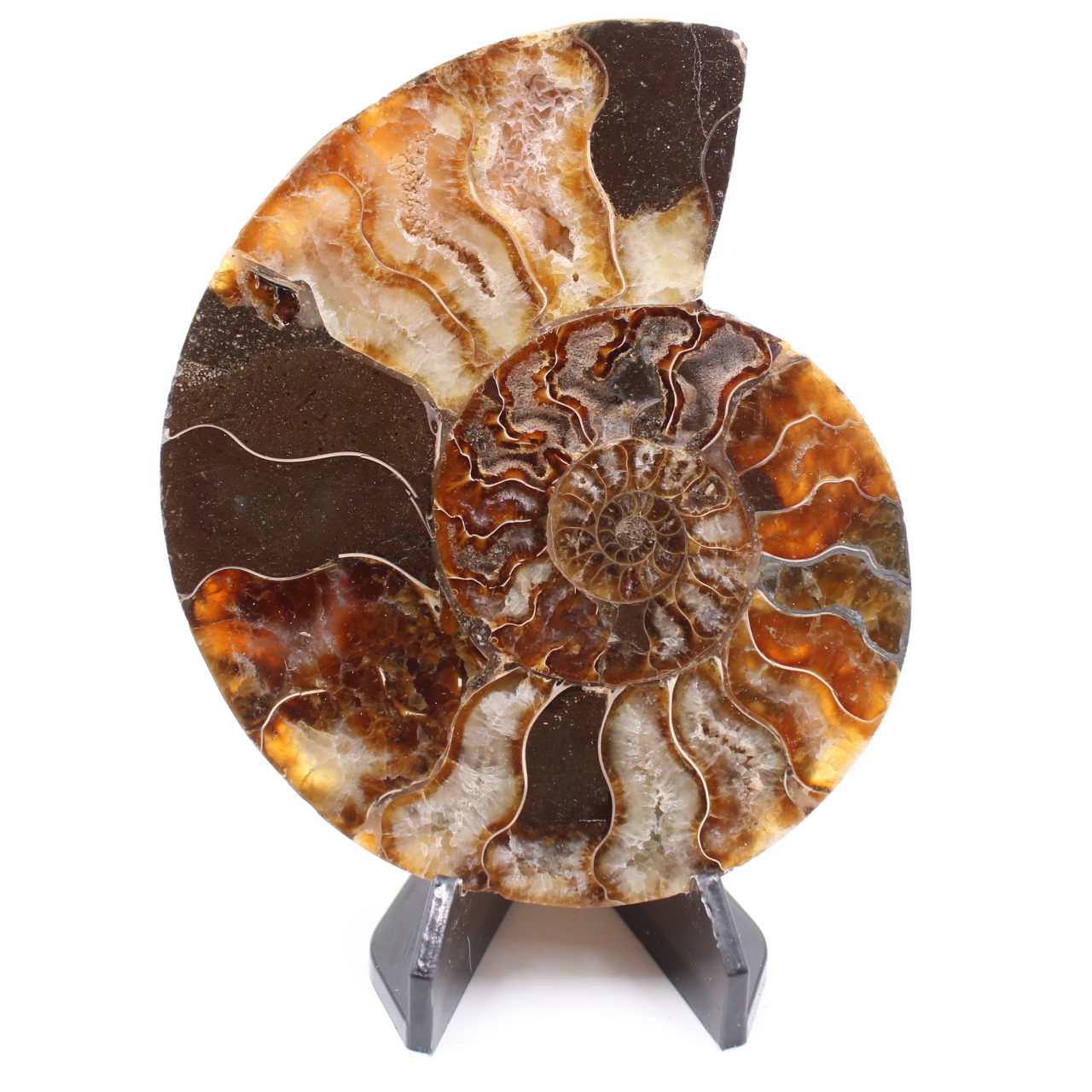 Polished Ammonite Fossil