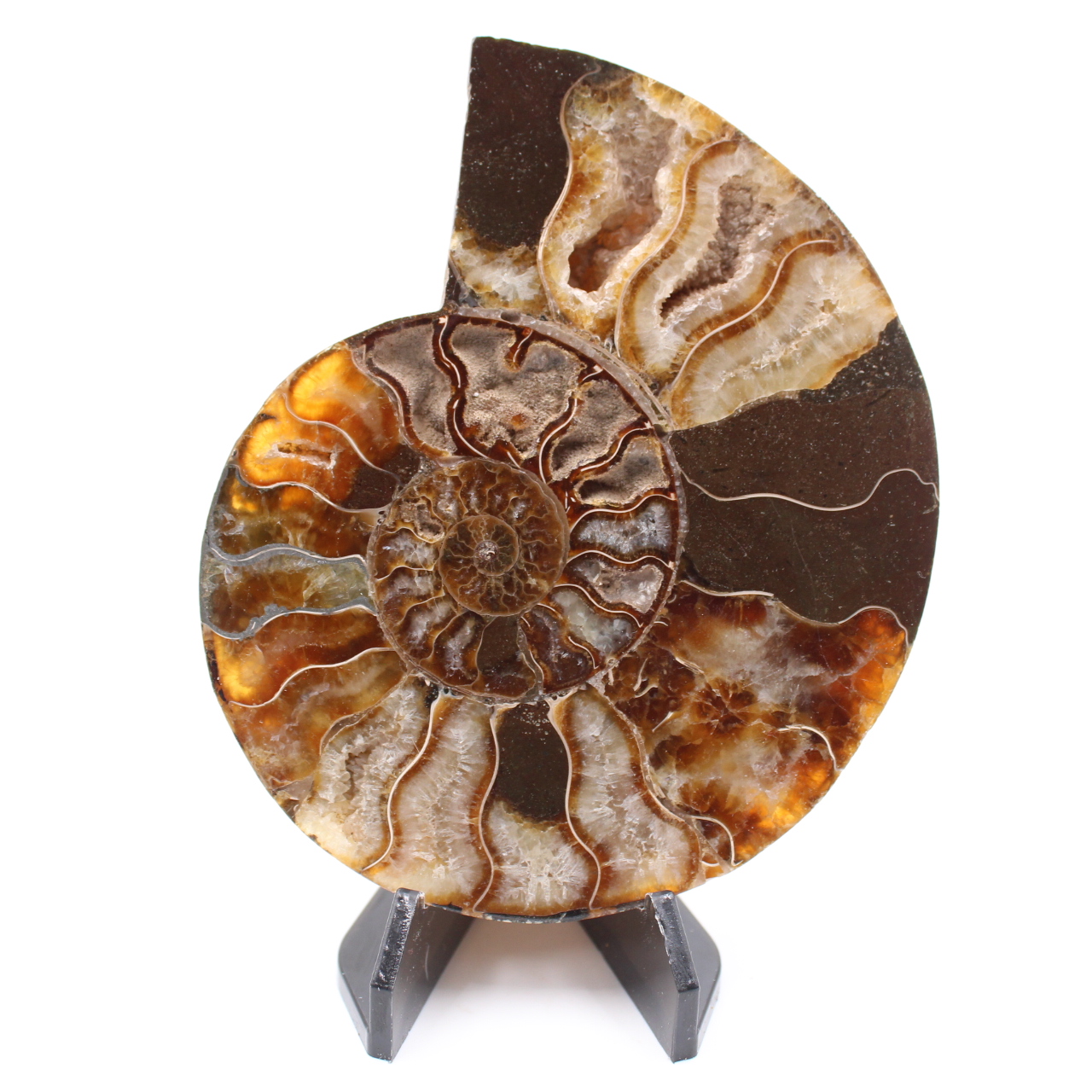 Polished Ammonite Fossil