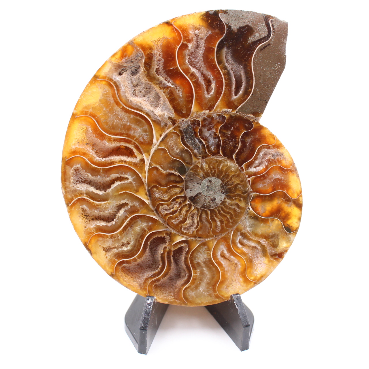 Polished Ammonite Fossil