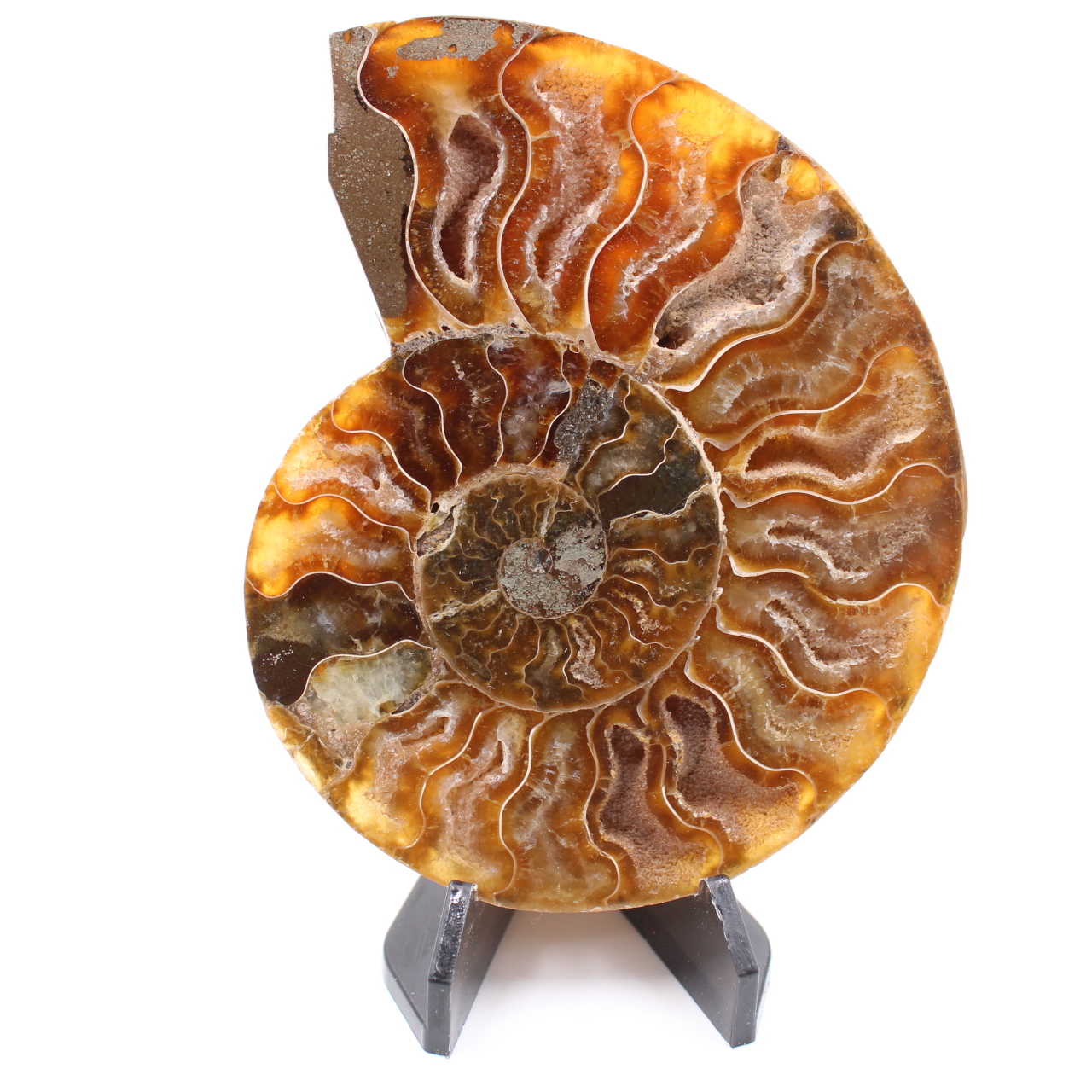 Polished Ammonite Fossil