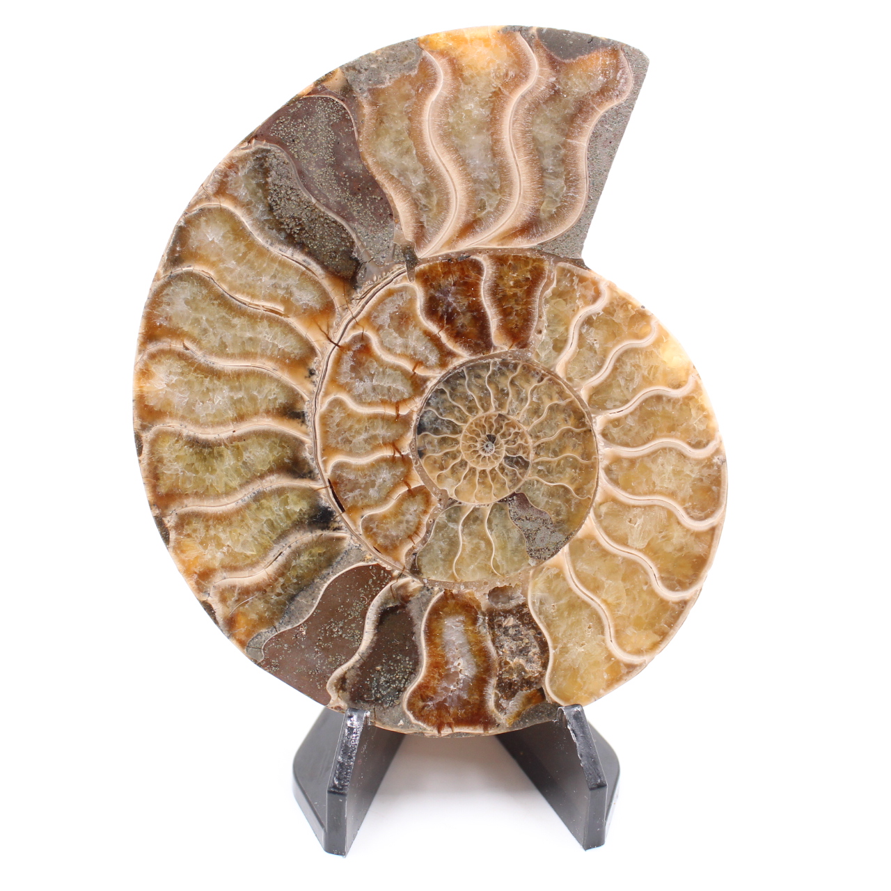 Polished Ammonite Fossil