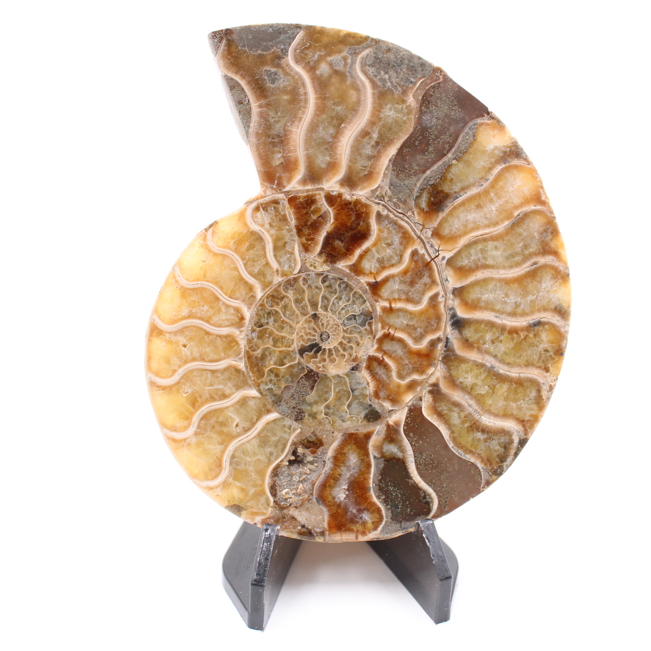 Polished Ammonite Fossil